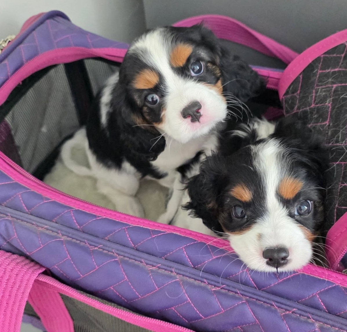 Cavalier King Charles Spaniel puppies