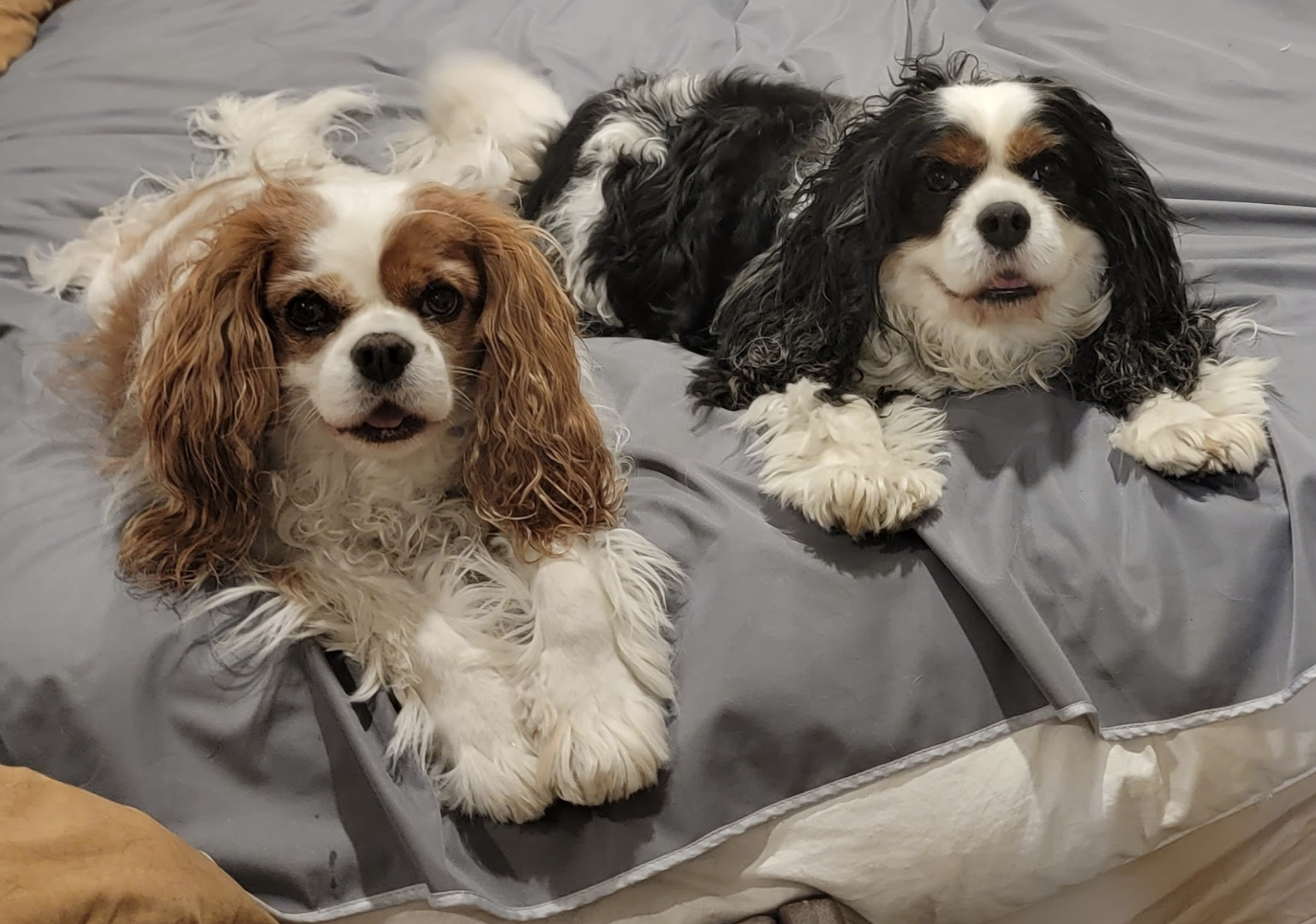 Family Raised Puppies