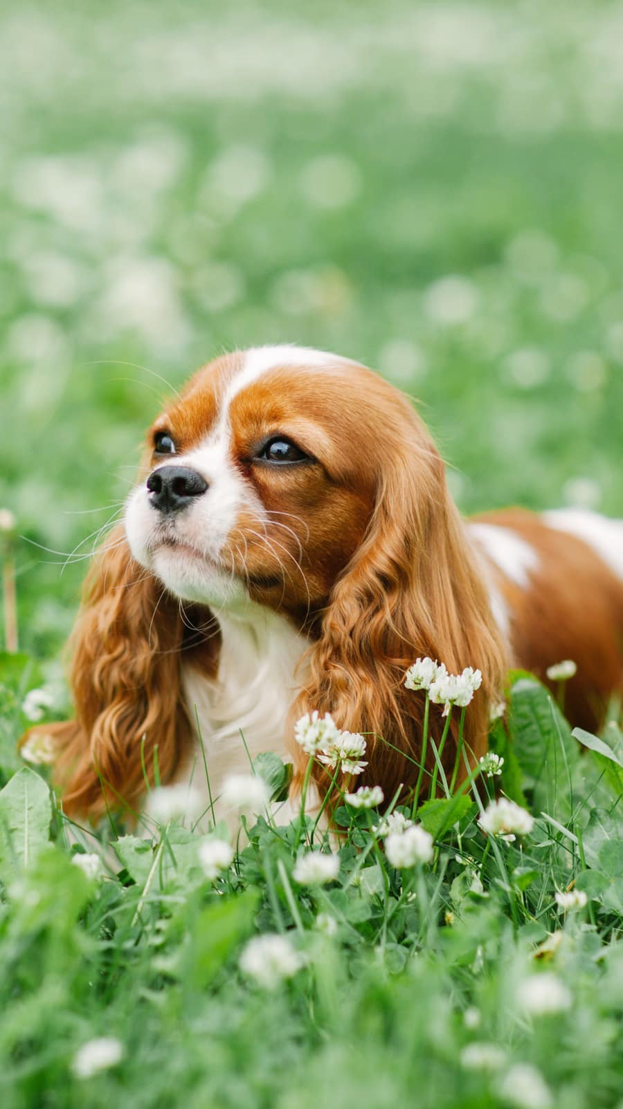 Dry Eye Curly Coat Syndrome – Cavalier King Charles Spaniel education