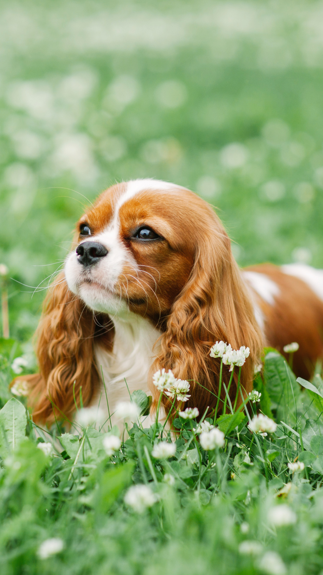 Available Cavalier puppies