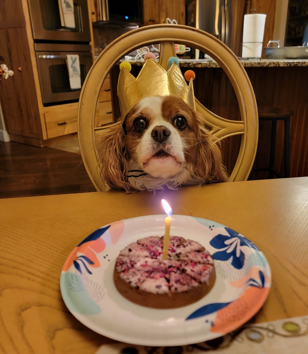 Cavalier King Charles Spaniel
