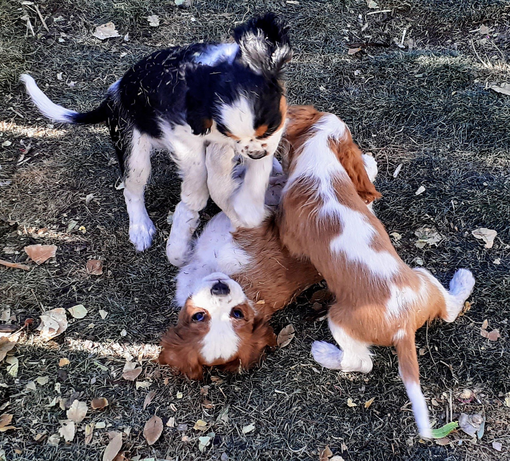 Spaying and Neutering