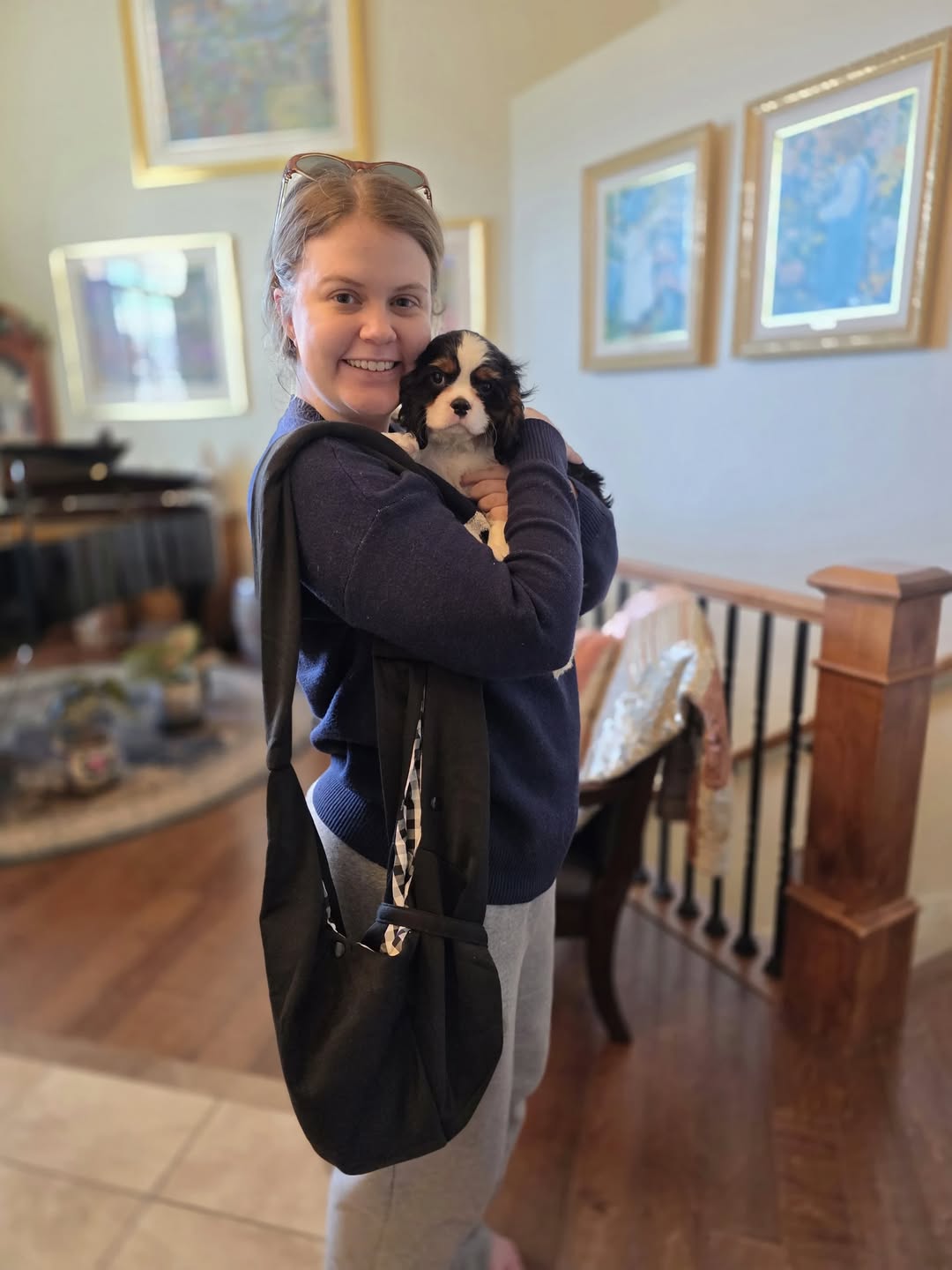 Cavalier King Charles Spaniel